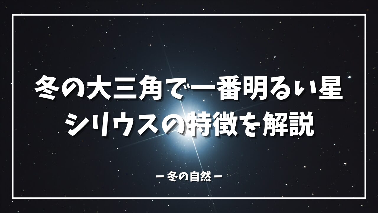 冬の大三角で一番明るい星 シリウスの特徴を解説