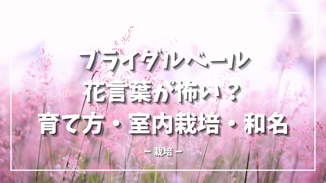 ブライダルベールの花言葉が怖い？育て方や室内栽培と和名も解説